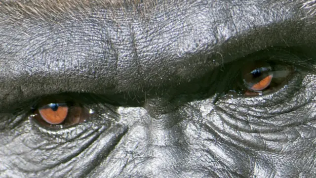 Глаза гориллы