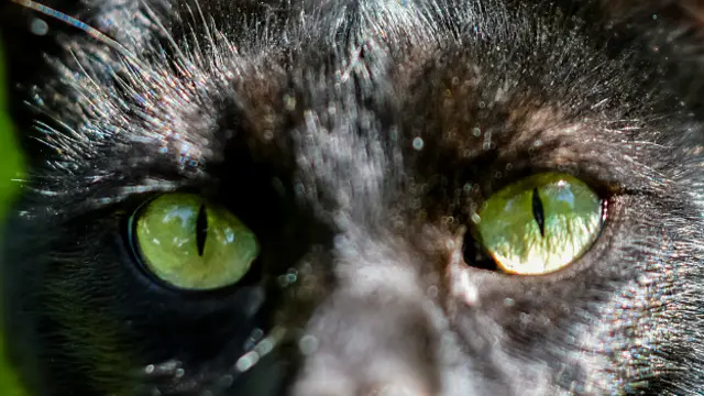 Кошачьи глаза