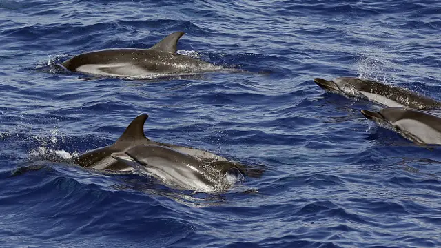 Дельфины