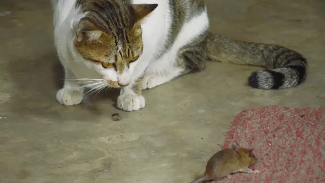 Кошка и мышь