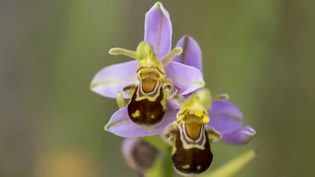 Пчелиная орхидея