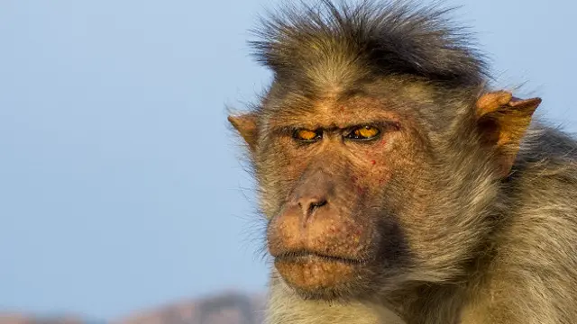 Макак резус