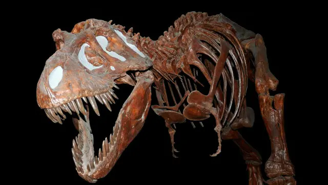 Kerangka Tyrannosaurus rex