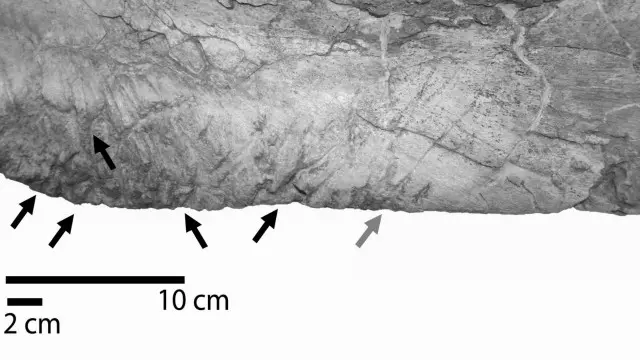 Jejak makan tyrannosaurus