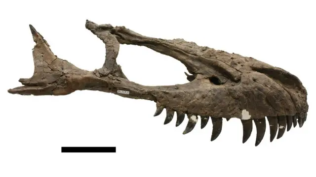 Tengkorak Daspletosaurus
