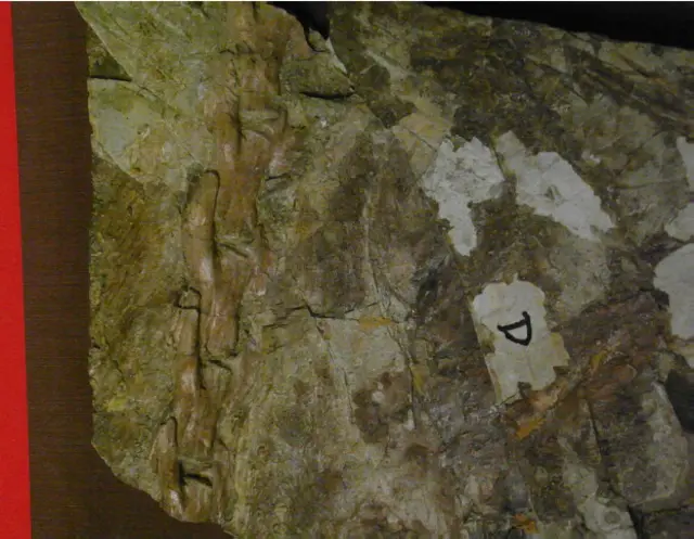 Fosil ekor Yutyrannus