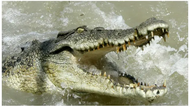آسٹریلیا میں پائے جانے والے مگرمچھوں کا شمار دنیا کے سب سے بڑے مگرمچھوں میں ہوتا ہے