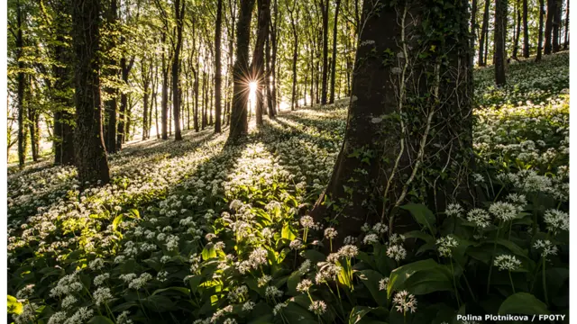 The wild garlic carpet - by Robin Goodlad (UK) / FPOTY