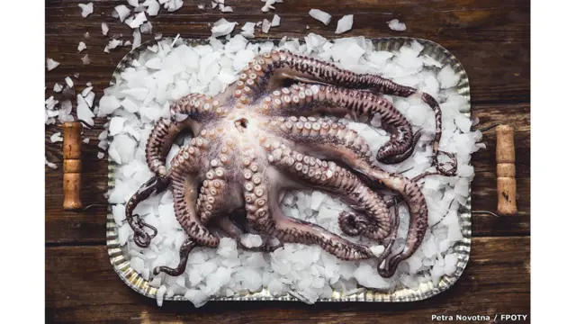 'Gurita dalam Es' karya Petra Novotna (Republik Ceko) menang dalam kategori 'Cream of the Crop'. 