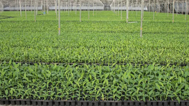 महाराष्ट्र के कुल केला उत्पादन का 71 फ़ीसदी हिस्सा जलगांव से आता है.