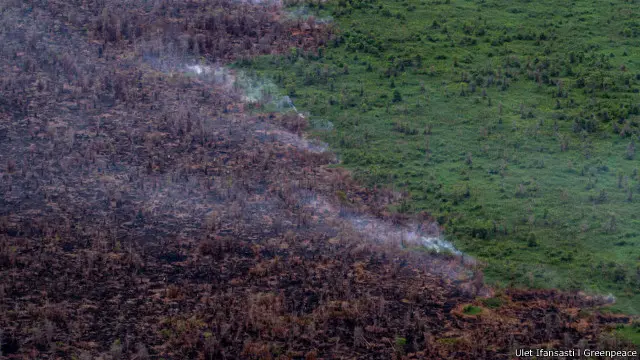 Greenpeace menuding sebuah perusahaan raksasa sawit sengaja mengeringkan lahan gambut di Ketapang, Kalimantan Barat.