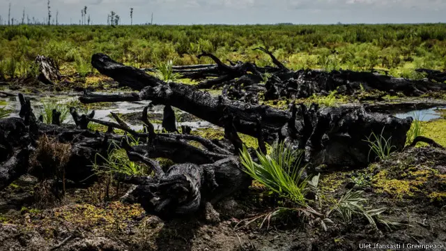 Bibit sawit berada di lahan gambut di Ketapang, Kalimantan Barat.