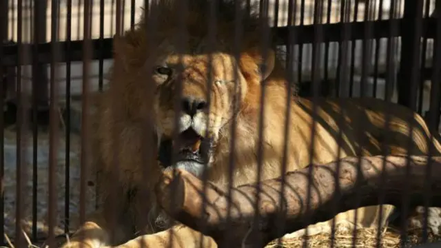 شیروں کو پیرو اور کولمیبا سے آزاد کرا کر جنوبی افریقہ کے جنگلوں میں رکھا جائے گا