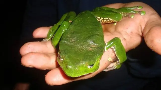 Veneno contido nesta rã está se tornando famoso internacionalmente