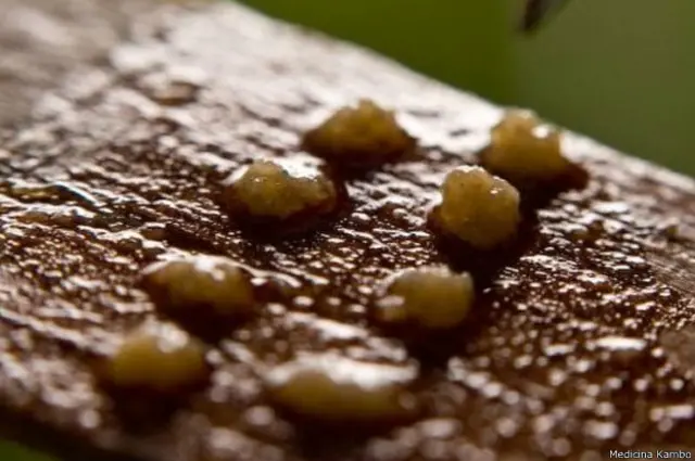 Veneno secajogo sena onlineum pedaçojogo sena onlinebambu antesjogo sena onlineser aplicado