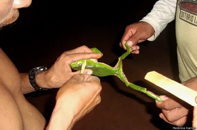 Los katukinas y otros grupos indígenas cazan la rana, la sostienen por sus extremidades y le retiran la secreción rascándole la espalda.