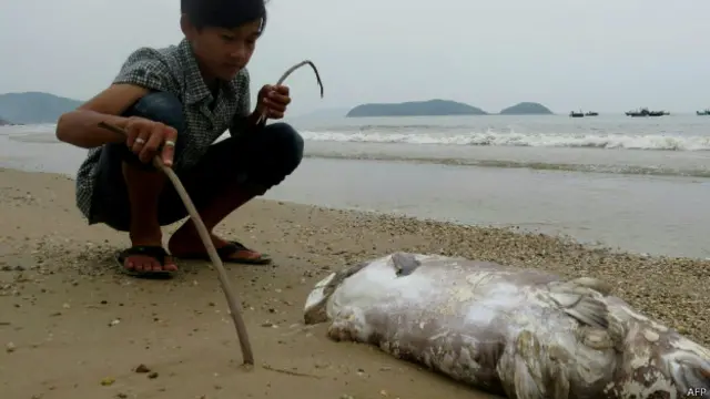 Cá chết dạt vào bờ biển ở miền Trung Việt Nam