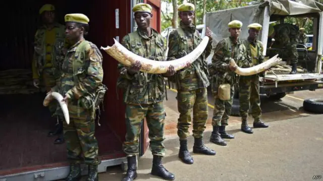 La lutte contre le braconnage ne représente toutefois qu’une partie du problème, car les éléphants d'Afrique sont de plus en plus menacés par le commerce illégal de l'ivoire vers l'Asie
