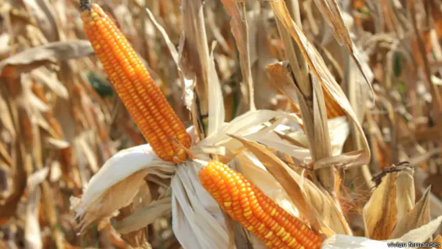 मक्का, बिहार