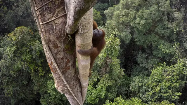 orang utan