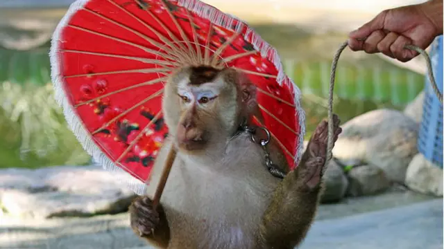 سالانه حدود ۵۵۰ هزار حیوان به علت استفاده تفریحی و گردشگری مورد آزار قرار می‌گیرند