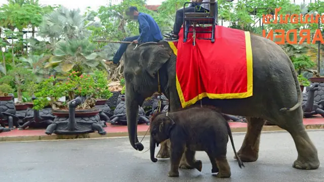برخلاف تصور عامه که فیل‌های رام شده را آرام و بی‌آزار می‌پندارد، فیل‌ها یکی از غیرقابل کنترل‌ترین حیوانات‌اند