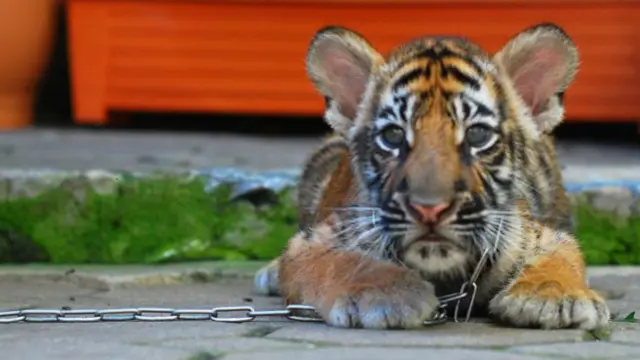اغلب توله ببرها یا شیرها زنجیر می‌شوند و تمام روز را در یک قفس کوچک می‌مانند