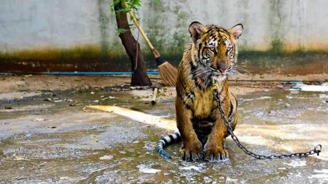 ۸۵ درصد از گردشگران هم معتقدند که برگزارکنندگان تورها باید از رفتار خشن با حیوانات پرهیز کنند