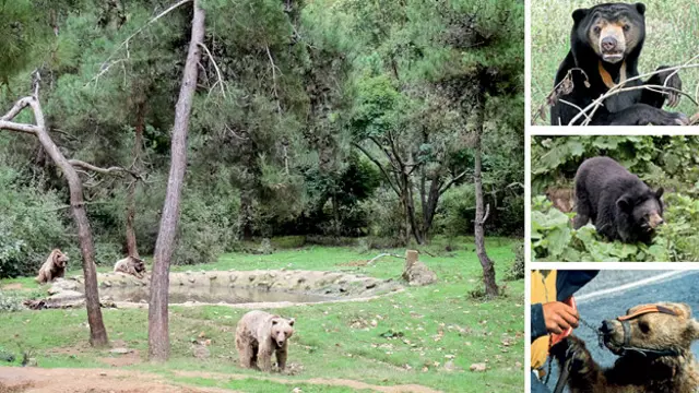پناهگاه خرس‌ها در رومانی میزبان خرس‌هایی است که قبلا مورد بدرفتاری قرار گرفته‌اند 