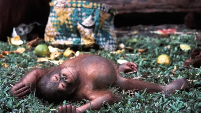 پناهگاه اورانگوتان‌ها در کشور بورنئو در نزدیکی اندونزی یکی از موفق‌ترین پروژه نجات اورانگوتان‌ها در جهان است