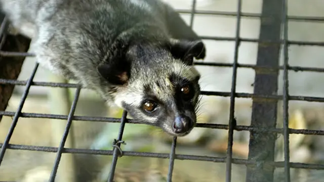 گربه‌های زباد برای تهیه این قهوه گران قیمت در قفس‌های کوچک و به طور گروهی قرار داده می‌شوند