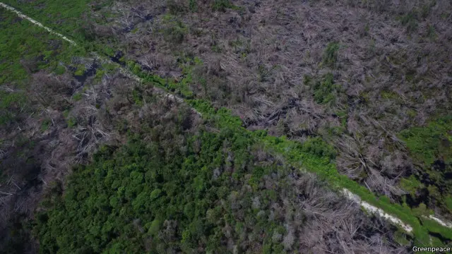 Greenpeace menuding IOI Group sengaja mengeringkan lahan gambut di Ketapang, Kalimantan Barat.