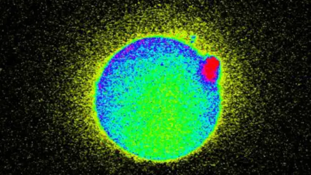 Momento en que se liberal chispas de zinc en el óvulo