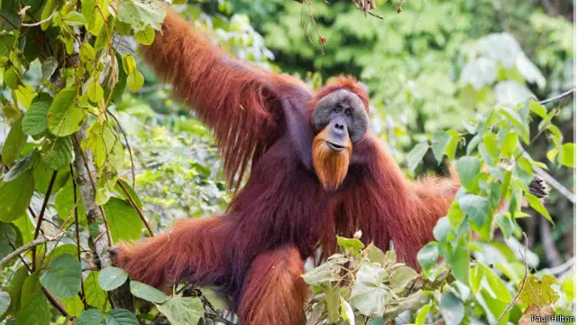 orang utan