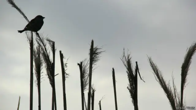 Beyza Tekin'in fotoğrafı.