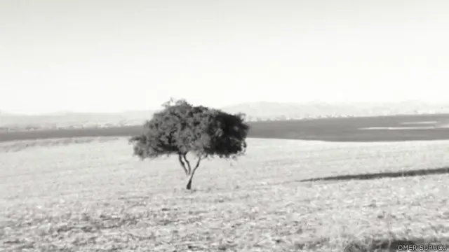 Ömer Sürücü bu fotoğrafı Şanlıurfa'nın Bozova İlçesine bağlı Bağlıca Köyü'nde, 2012 yılında çekmiş. Ağacın hemen arkasında Fırat Nehri görülüyor.
