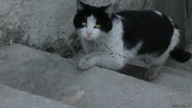 Dilek Duman'dan siyah beyaz bir kedi.