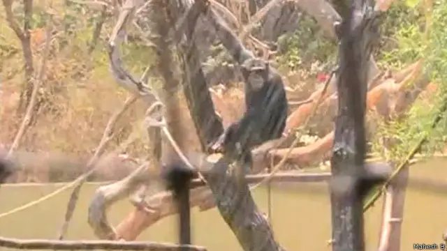 मैसूर चिड़ियाघर, चिंपाज़ी