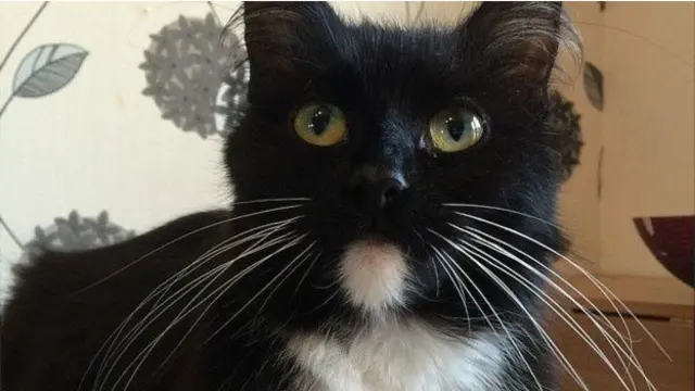 Кошка Белла