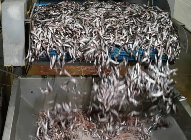 Производство на рыбокомбинате