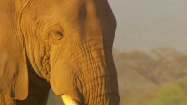 Kenya Elephant
