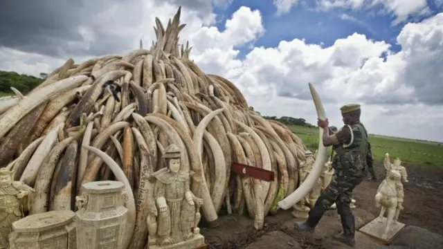 這將是焚燒象牙規模最大的一次，共有數千隻大象的105噸象牙將被焚毀，較以往焚燒的數量多出7倍。
