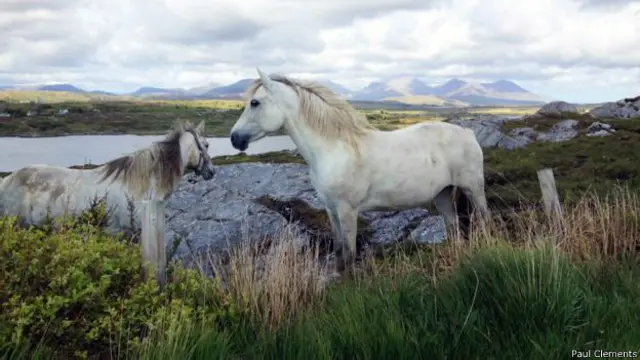 十二峰(The Twelve Bens)山脉、戈尔韦郡(County Galway)巴利康尼利(Ballyconneely)是康尼马拉马(Connemara horses)的家园
