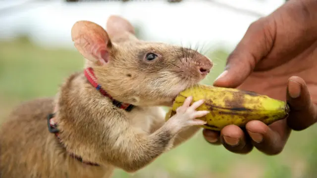 Za a yi zanga-zangar ne a makon gobe