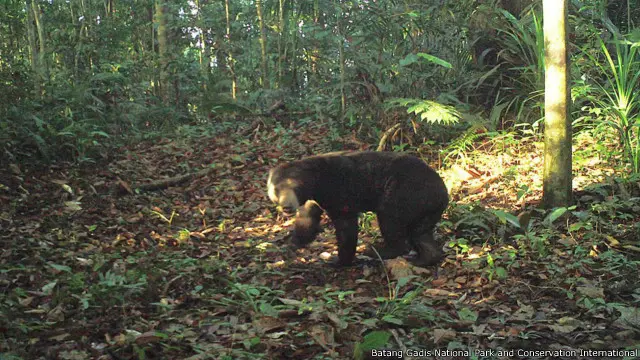 Beruang madu (Helarctos malayanus).