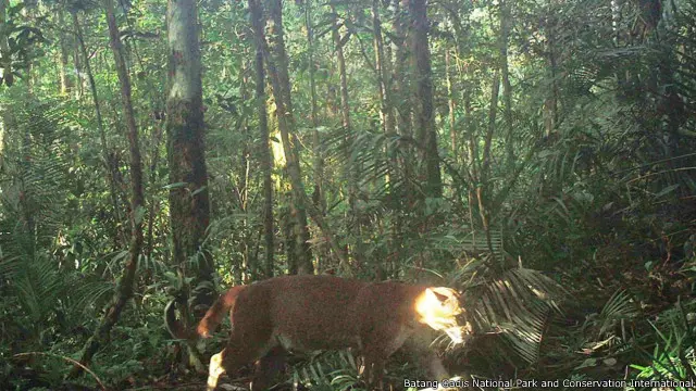 Kucing emas Asia (Catopuma temminckii).
