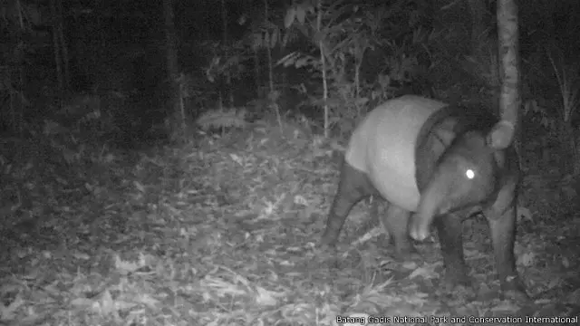 Tapir yang mempesona (Tapirus indicus)