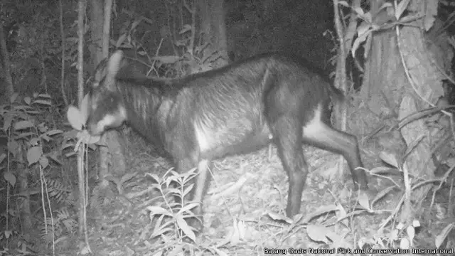 Kambing hutan Sumatera atau Capricornis sumatraensis. 