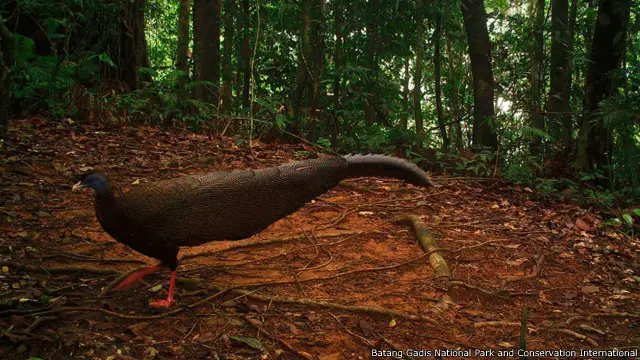 Great argus atau burung kuang (Argusianus argus)