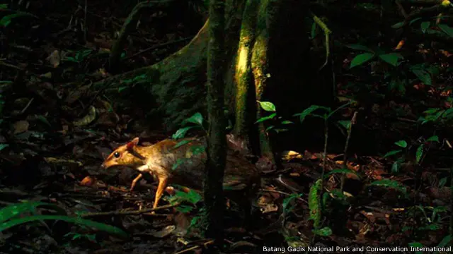 Kancil atau Tragulus kanchil
